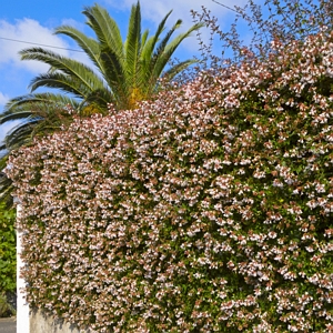 Abelia Raspberry Perfection